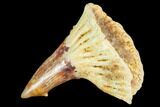 Cretaceous Giant Sawfish (Onchopristis) Rostral Barb #105424-1